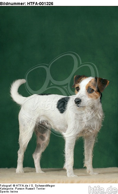 Parson Russell Terrier / HTFA-001326