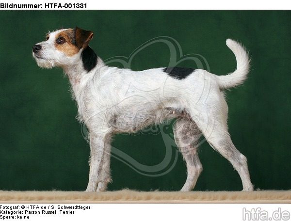 Parson Russell Terrier / HTFA-001331