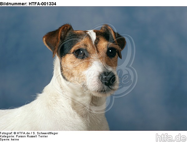 Parson Russell Terrier / HTFA-001334