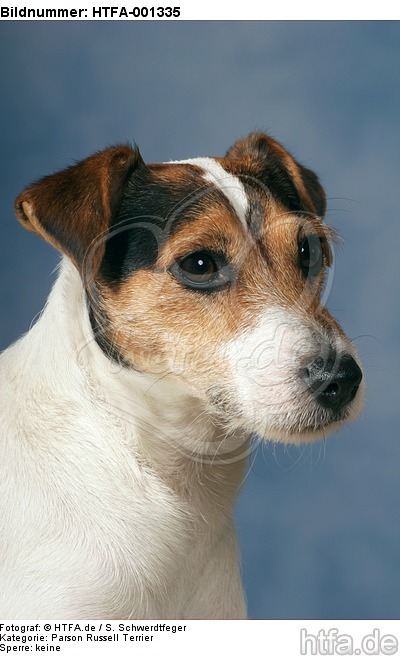 Parson Russell Terrier / HTFA-001335