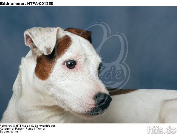 Parson Russell Terrier / HTFA-001350