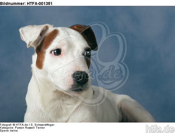 Parson Russell Terrier / HTFA-001351