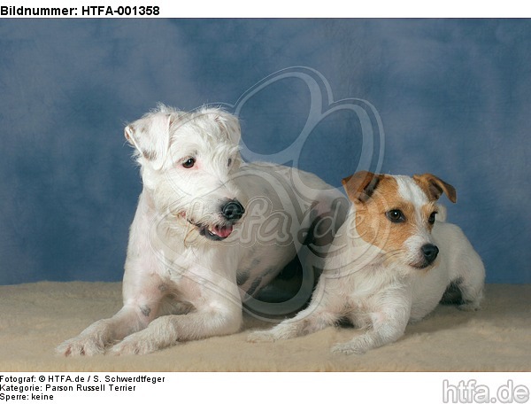 Parson Russell Terrier / HTFA-001358