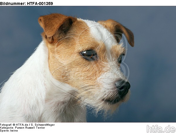 Parson Russell Terrier / HTFA-001359