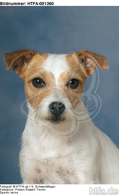 Parson Russell Terrier / HTFA-001360