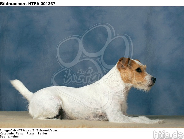Parson Russell Terrier / HTFA-001367