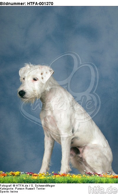 Parson Russell Terrier / HTFA-001370