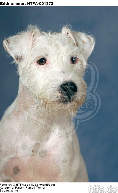 Parson Russell Terrier / HTFA-001373