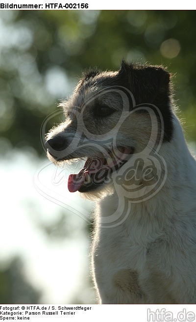 Parson Russell Terrier / HTFA-002156