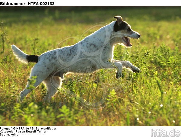 Parson Russell Terrier / HTFA-002163