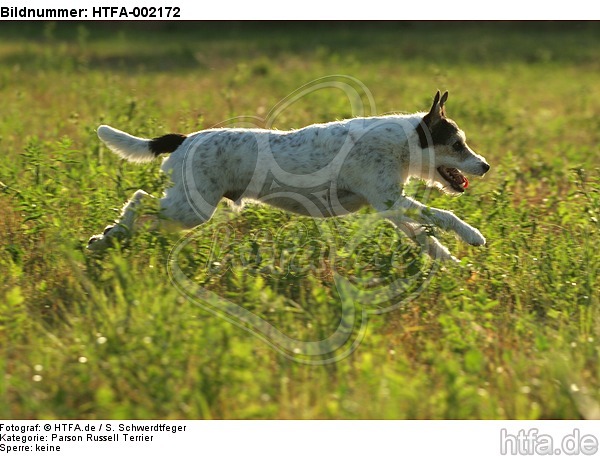Parson Russell Terrier / HTFA-002172