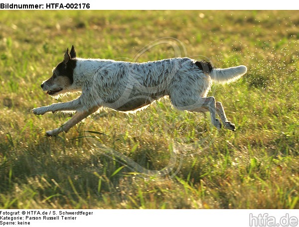 Parson Russell Terrier / HTFA-002176