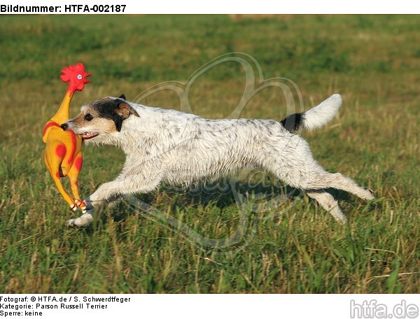 Parson Russell Terrier / HTFA-002187