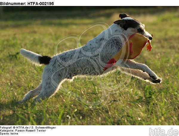 Parson Russell Terrier / HTFA-002195