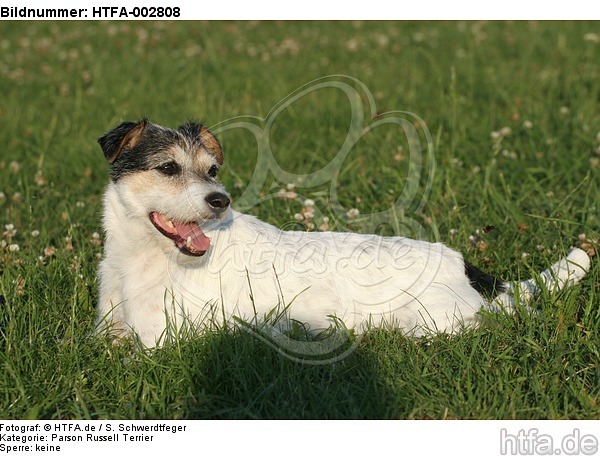 Parson Russell Terrier / HTFA-002808