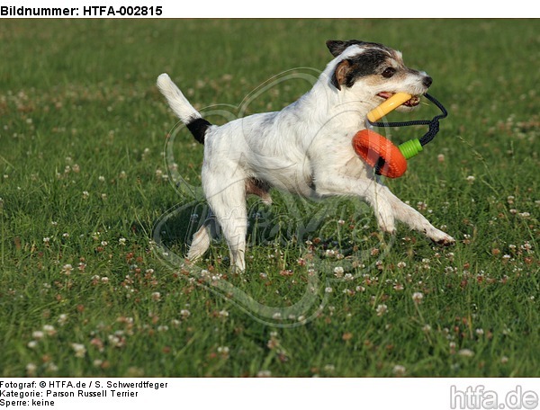 Parson Russell Terrier / HTFA-002815