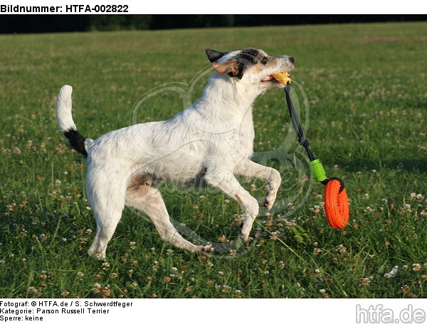 Parson Russell Terrier / HTFA-002822