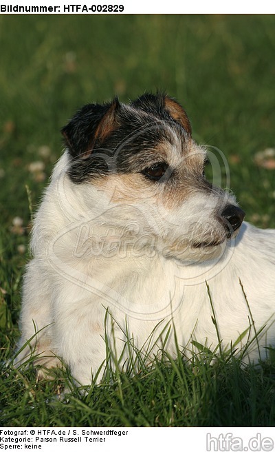 Parson Russell Terrier / HTFA-002829
