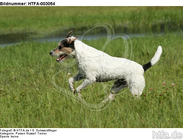 Parson Russell Terrier / HTFA-003054