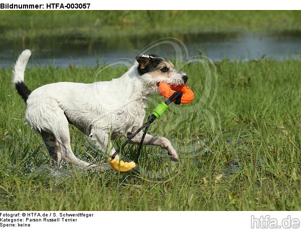 Parson Russell Terrier / HTFA-003057