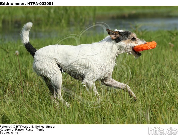 Parson Russell Terrier / HTFA-003061