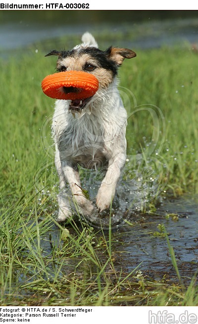 Parson Russell Terrier / HTFA-003062