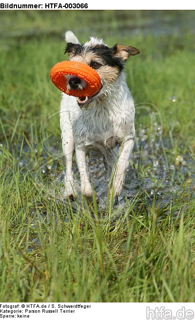 Parson Russell Terrier / HTFA-003066