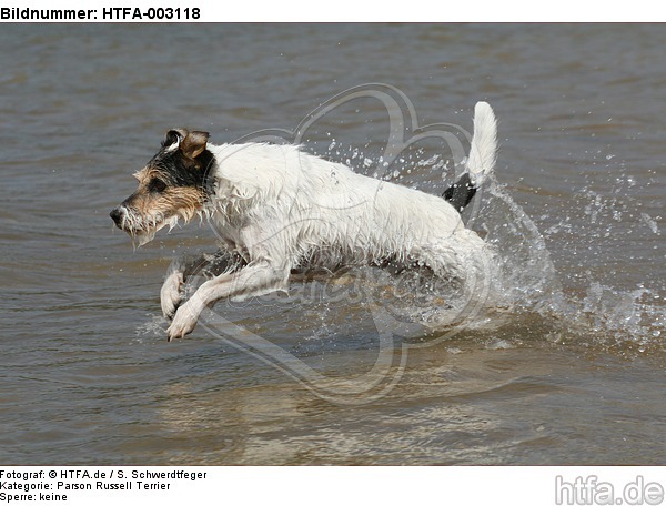 Parson Russell Terrier / HTFA-003118