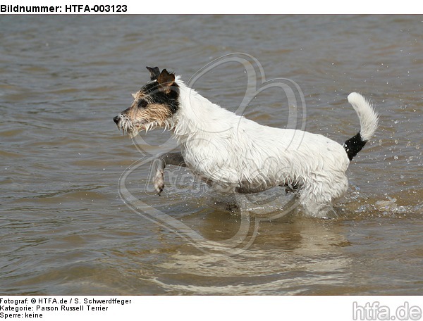 Parson Russell Terrier / HTFA-003123