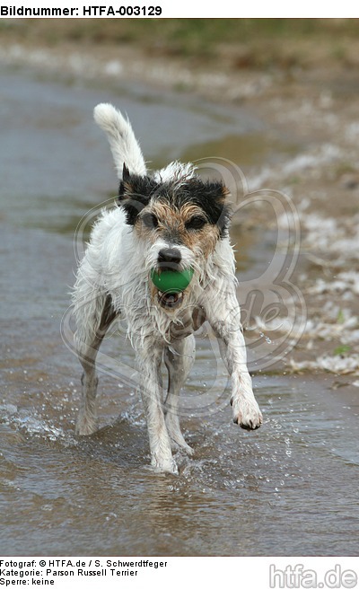 Parson Russell Terrier / HTFA-003129