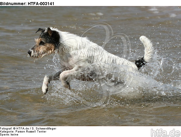 Parson Russell Terrier / HTFA-003141