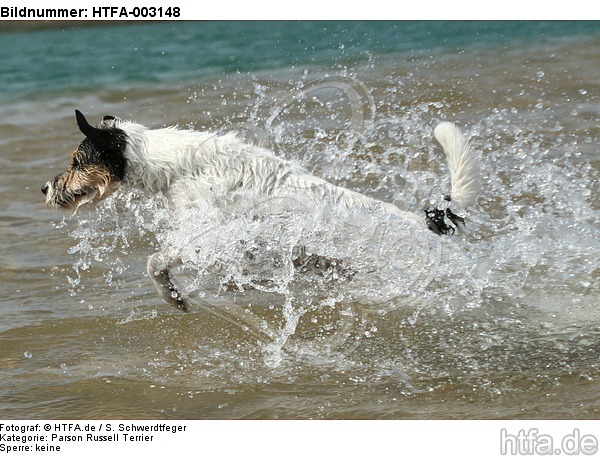 Parson Russell Terrier / HTFA-003148
