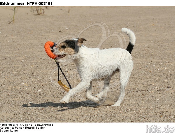 Parson Russell Terrier / HTFA-003161