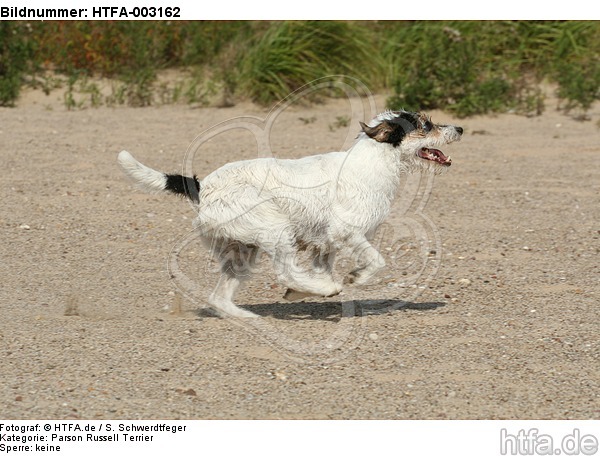 Parson Russell Terrier / HTFA-003162
