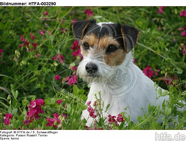 Parson Russell Terrier / HTFA-003290