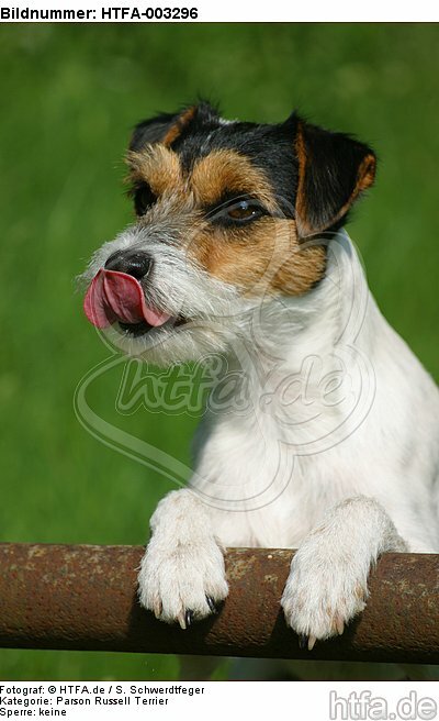 Parson Russell Terrier / HTFA-003296