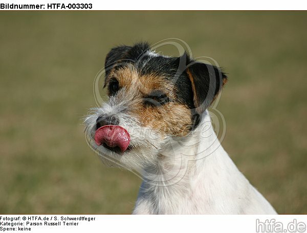Parson Russell Terrier / HTFA-003303