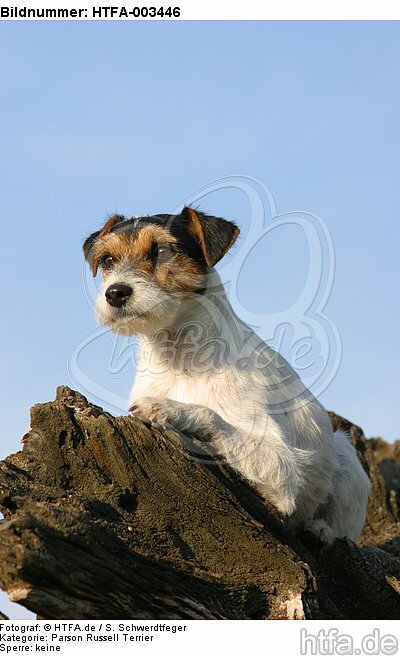 Parson Russell Terrier / HTFA-003446