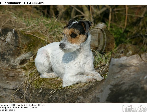 Parson Russell Terrier / HTFA-003452