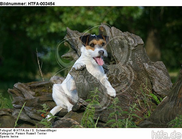 Parson Russell Terrier / HTFA-003454