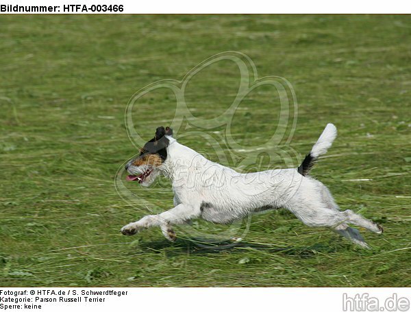 Parson Russell Terrier / HTFA-003466