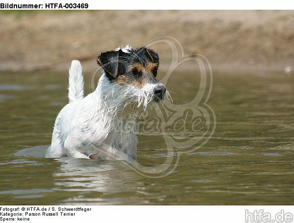 Parson Russell Terrier / HTFA-003469