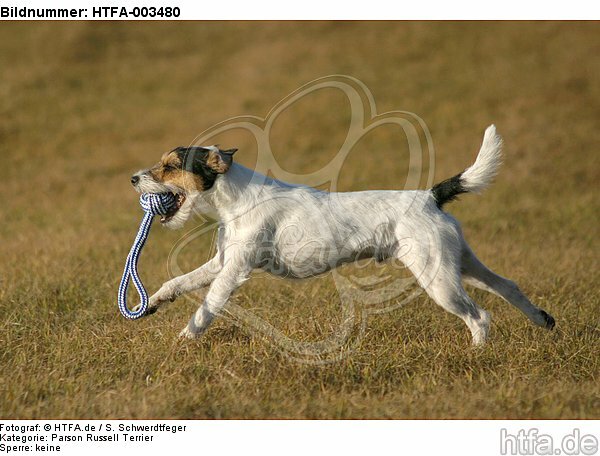 Parson Russell Terrier / HTFA-003480