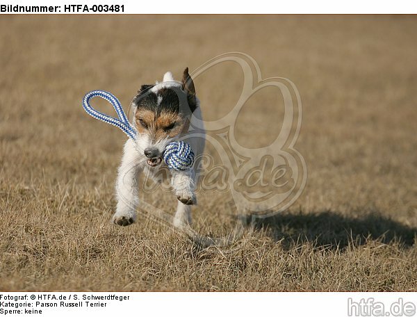 Parson Russell Terrier / HTFA-003481