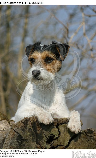 Parson Russell Terrier / HTFA-003488