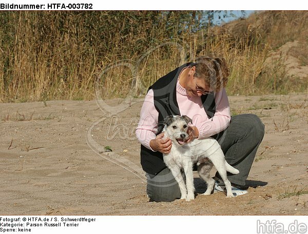 Parson Russell Terrier / HTFA-003782