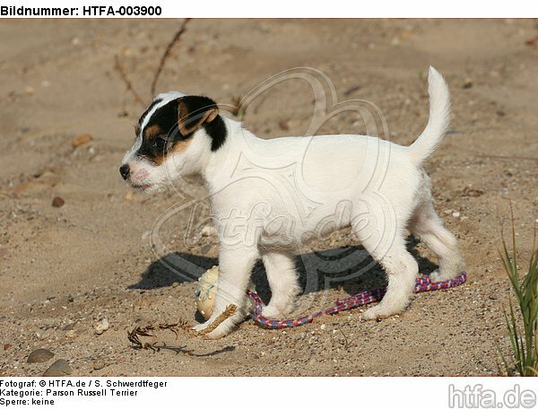 Parson Russell Terrier Welpe / parson russell terrier puppy / HTFA-003900