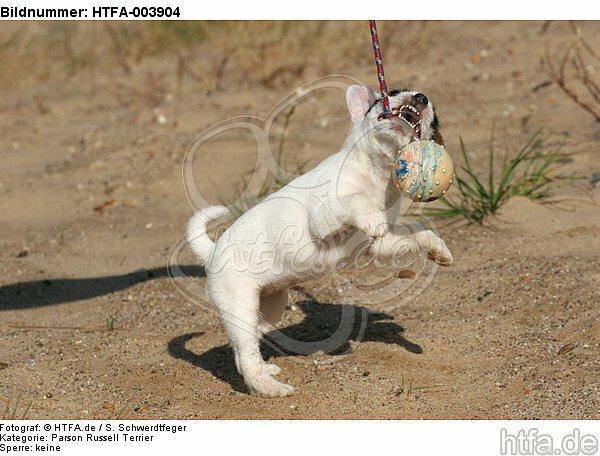 Parson Russell Terrier Welpe / parson russell terrier puppy / HTFA-003904