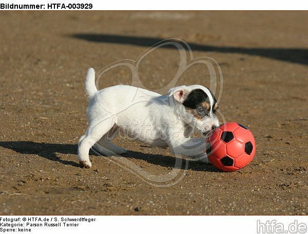 Parson Russell Terrier Welpe / parson russell terrier puppy / HTFA-003929