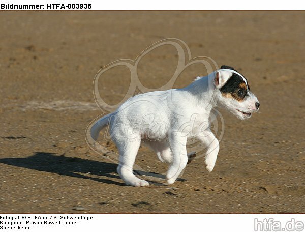 Parson Russell Terrier Welpe / parson russell terrier puppy / HTFA-003935